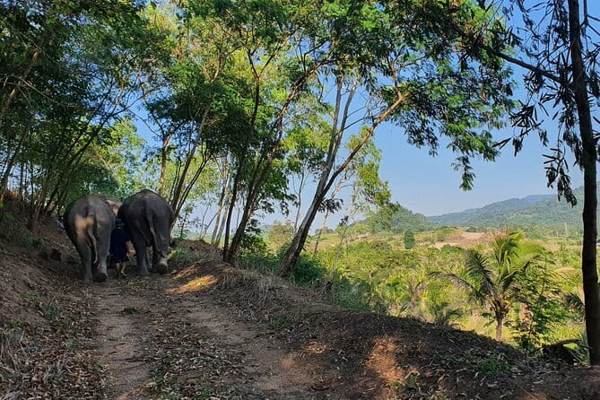 LIVING GREEN ELEPHANT SANCTUARY Chonburi - Feeding Session: Sugar Cane Time and Learning the Elephant Pace