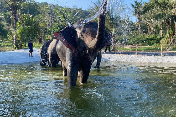 Living Green Elephant Sanctuary Experience near Bangkok & Pattaya - Key Highlights You’ll Feel Immediately
