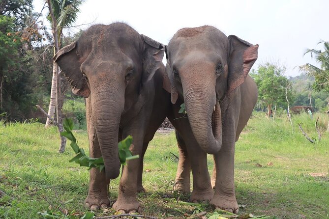 Living Green Elephant Sanctuary Experience near Bangkok & Pattaya - Why This Sanctuary Experience Feels Different From a Performance
