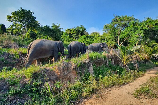 Living Green Elephant Sanctuary Experience near Bangkok & Pattaya - Arrival at the Sanctuary: Mo Hom Shirts and a Briefing That Sets the Tone