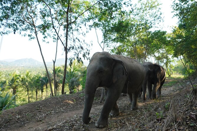 Living Green Elephant Sanctuary Experience near Bangkok & Pattaya - Elephant Time Breakdown: Feeding, Walking, and Water Play