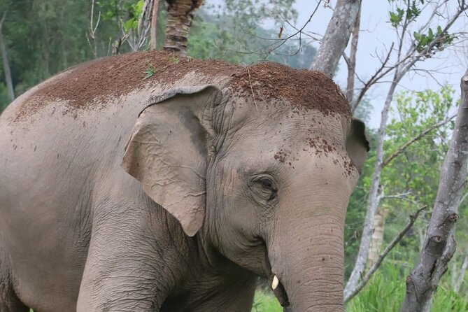 Living Green Elephant Sanctuary Experience near Bangkok & Pattaya - The Mountain-Top Trek for 180-Degree Views