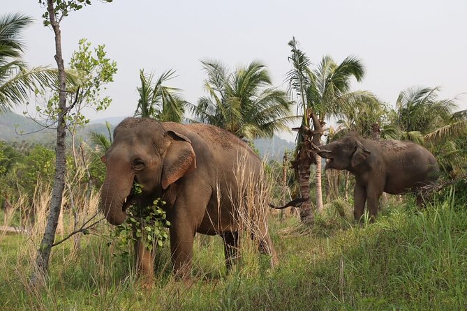 Living Green Elephant Sanctuary Experience near Bangkok & Pattaya - Lunch, Photos, and the Small Stuff That Makes the Day Easier