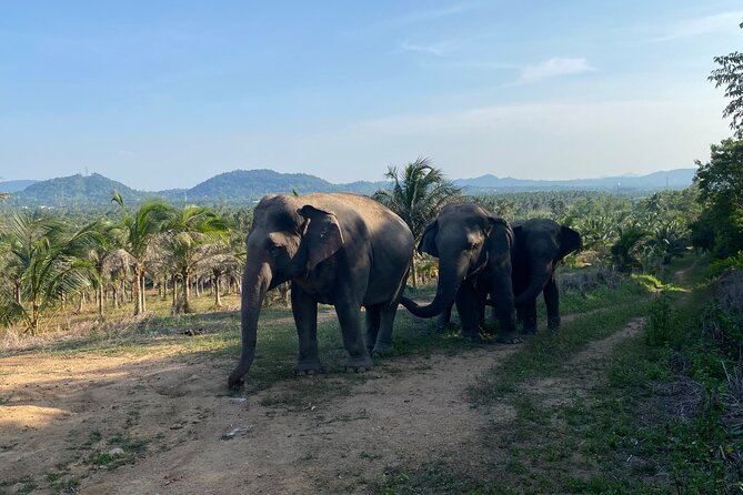 Living Green Elephant Sanctuary Experience near Bangkok & Pattaya - Who Should Book This Sanctuary Day Trip (and Who Might Rethink It)