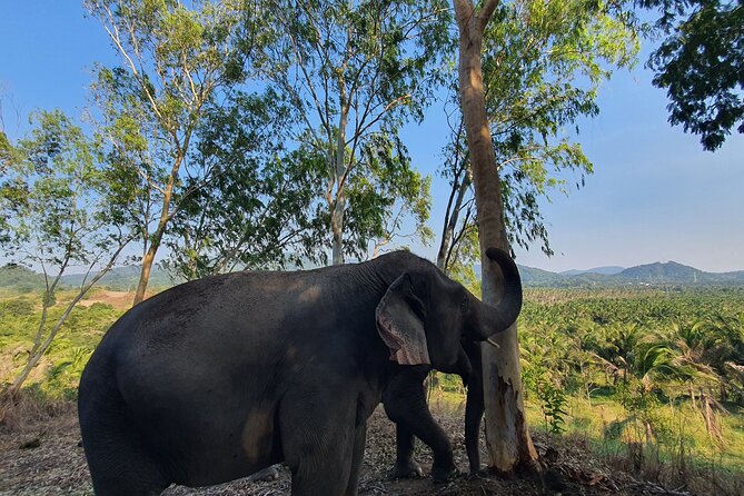 Living Green Elephant Sanctuary Experience near Bangkok & Pattaya - Should You Book Living Green Elephant Sanctuary Near Bangkok?