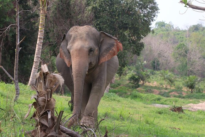 Living Green Elephant Sanctuary Experience near Bangkok & Pattaya - Bangkok or Pattaya Transfers: Long Day Logistics You Should Not Ignore
