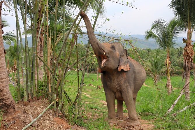 Living Green Elephant Sanctuary Tour from Bangkok and Pattaya - Why this sanctuary experience feels different from the usual elephant tours