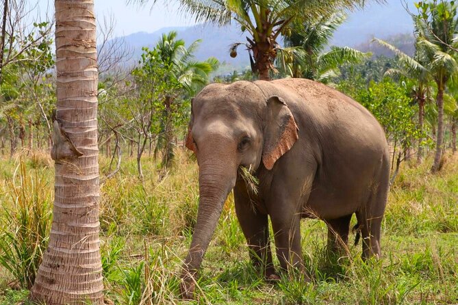 Living Green Elephant Sanctuary Tour from Bangkok and Pattaya - Feeding, walking, and how close is actually close