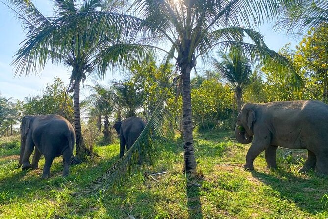 Living Green Elephant Sanctuary Tour from Bangkok and Pattaya - Lunch after the elephants: what to expect and what to bring