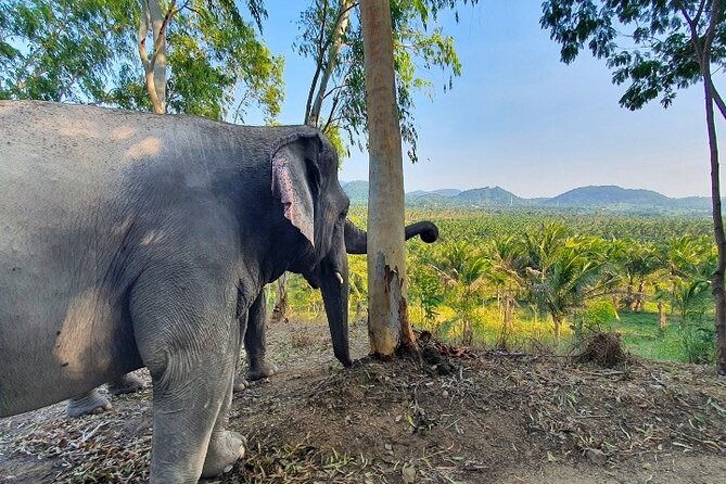 Living Green Elephant Sanctuary Tour from Bangkok and Pattaya - Meet the guides: Lulu and Crazy Man set the tone