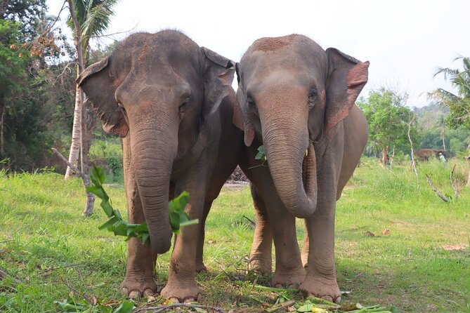 Living Green Elephant Sanctuary Tour from Bangkok and Pattaya - Price check: is $55.09 good value?