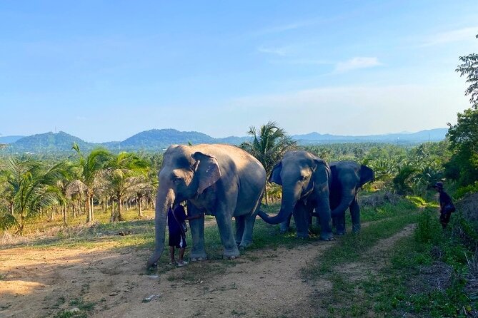 Living Green Elephant Sanctuary Tour from Bangkok and Pattaya - Who should book this (and who should skip it)