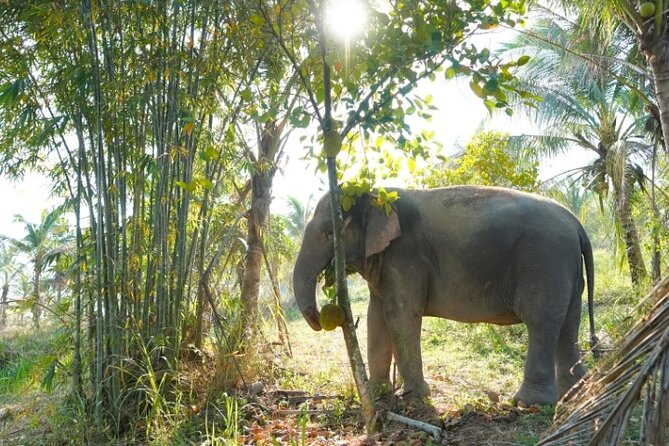 Living Green Elephant Sanctuary Tour from Bangkok and Pattaya - The drive from Bangkok (and Pattaya) is the real time challenge