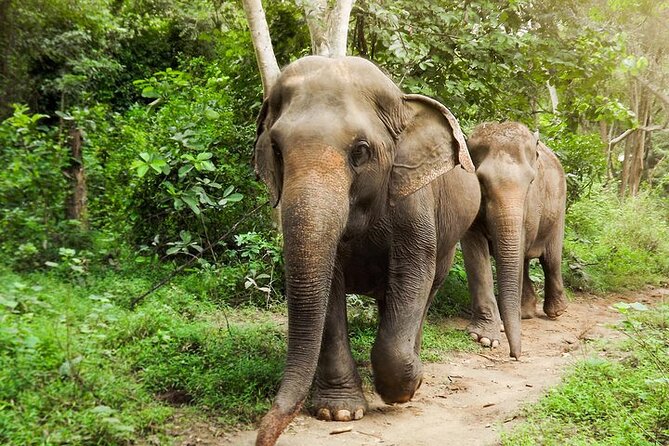 Private Tour to Kanchanaburi Death Railway and Elephant Haven - Key highlights you’ll actually care about