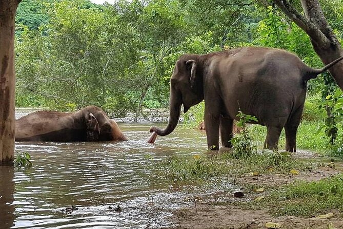 Private Tour to Kanchanaburi Death Railway and Elephant Haven - Krasae Station and Tham Kra Sae: Cave Buddha Time