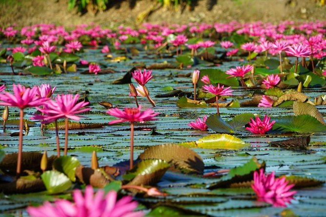 Red Lotus garden market with Thai culture halfday tour - Red Lotus Floating Market: the point of the whole tour