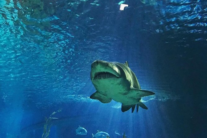 Sea Life Bangkok Ocean World Tickets - Advance tickets that get you to the sea-life fast