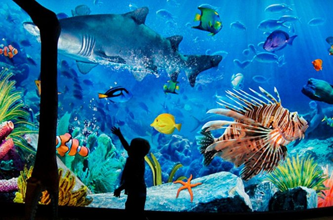 Sea Life Bangkok Ocean World Tickets - Siam Paragon stop: a free breather between indoor attractions