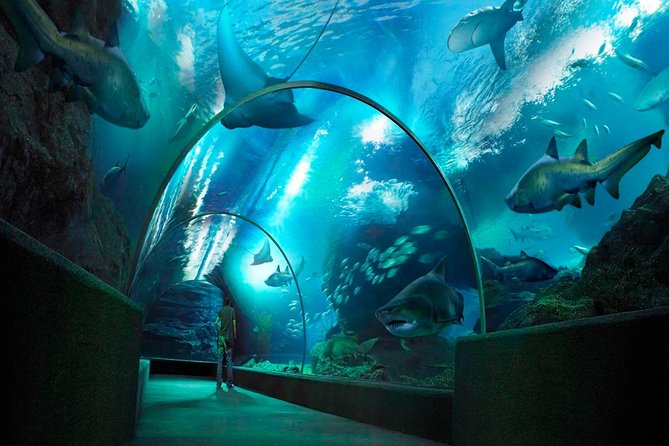 Sea Life Bangkok Ocean World Tickets - Ray feeding, sharks, penguins, and the best animal moments