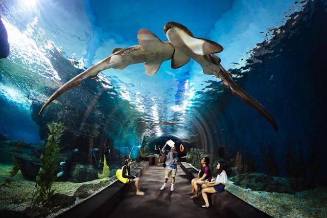SEA LIFE Ocean World at Bangkok Admission Ticket - Price and Ticket Value: Is $62.93 Worth It?