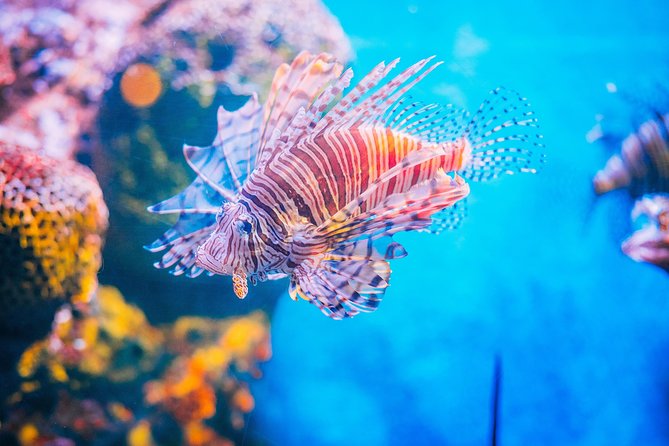 SEA LIFE Ocean World at Bangkok Admission Ticket - Shark Walk and the 270-Degree Tunnel: The Highlights You’ll Remember