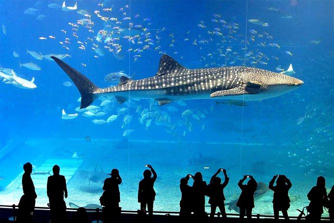 SEA LIFE Ocean World at Bangkok Admission Ticket - What You’ll Actually See: Sharks, Stingrays, Seahorses, and More