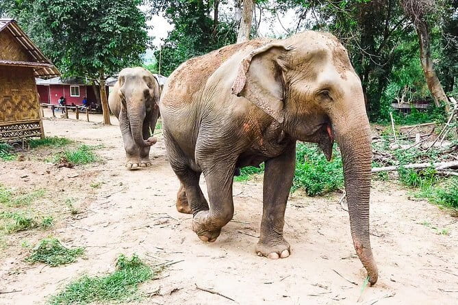 Small Group: Kanchanaburi Death Railway, Erawan Waterfall and Elephant - The 6:00 AM start that makes the day actually work