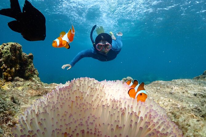 Snorkeling Full Day Experience from Bangkok - Snorkeling Around Samae San Bay: 3 Spots, Lunch Included, Photos Taken